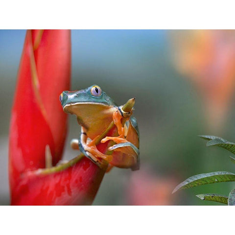 Barred leaf frog Gold Ornate Wood Framed Art Print with Double Matting by Fitzharris, Tim