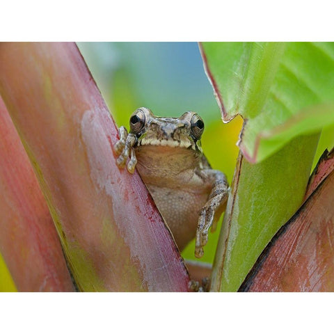 Baudins smilisca tree frog Black Modern Wood Framed Art Print by Fitzharris, Tim