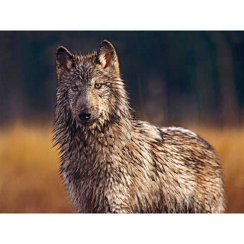 Gray wolf Black Modern Wood Framed Art Print by Fitzharris, Tim