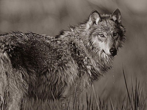 Gray wolf in marsh Sepia Black Ornate Wood Framed Art Print with Double Matting by Fitzharris, Tim