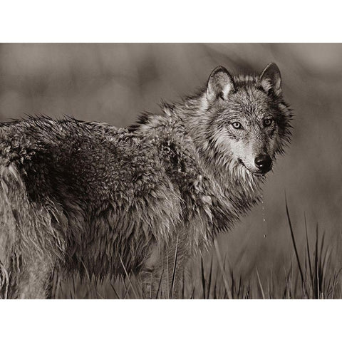 Gray wolf in marsh Sepia White Modern Wood Framed Art Print by Fitzharris, Tim