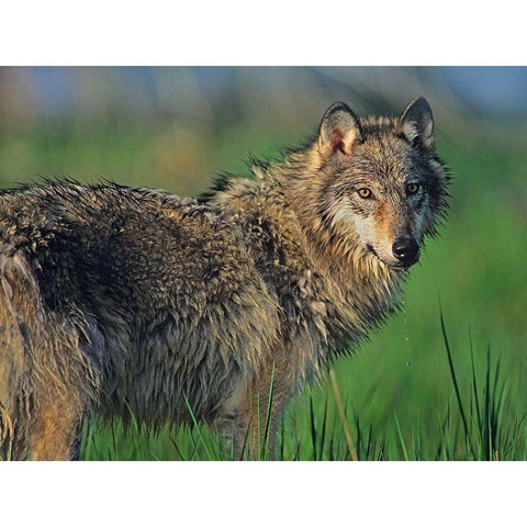 Gray wolf in marsh Black Modern Wood Framed Art Print with Double Matting by Fitzharris, Tim