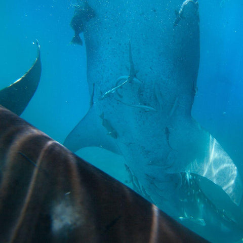 Whale shark at Oslob Whale Shark Sanctuary-Cebu-Philippines Black Modern Wood Framed Art Print by Fitzharris, Tim