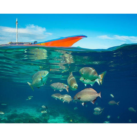 Rudder fish-Negros Oriental-Philippines White Modern Wood Framed Art Print by Fitzharris, Tim