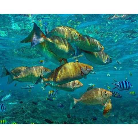 Rudder fish-Negros Oriental-Philippines White Modern Wood Framed Art Print by Fitzharris, Tim