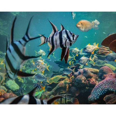 Old wives fish and fusiliers-Perth Aquarium-Australia White Modern Wood Framed Art Print by Fitzharris, Tim