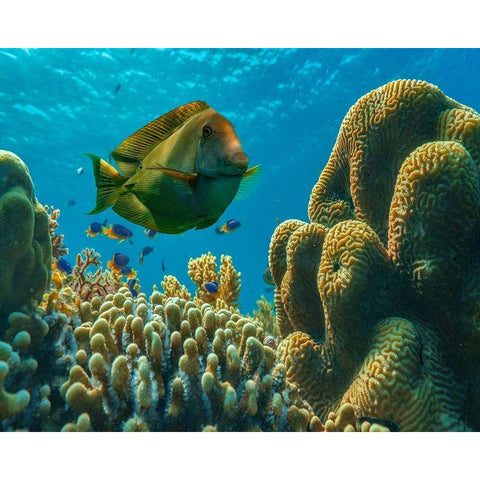 Tang fish and brain coral-Bohol Philippines Black Modern Wood Framed Art Print with Double Matting by Fitzharris, Tim