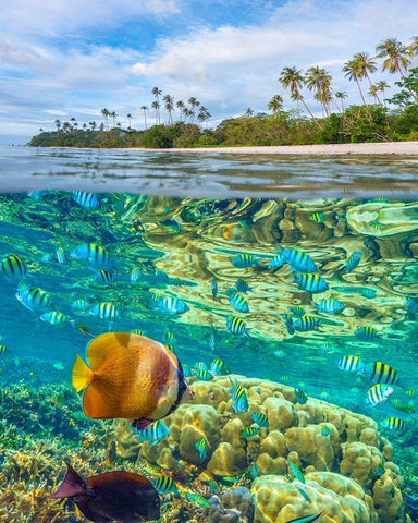 Coral and butterfly fish at Cadlao Island-Palawan-Philippines White Modern Wood Framed Art Print with Double Matting by Fitzharris, Tim