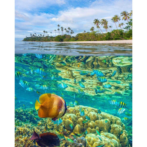 Coral and butterfly fish at Cadlao Island-Palawan-Philippines White Modern Wood Framed Art Print by Fitzharris, Tim