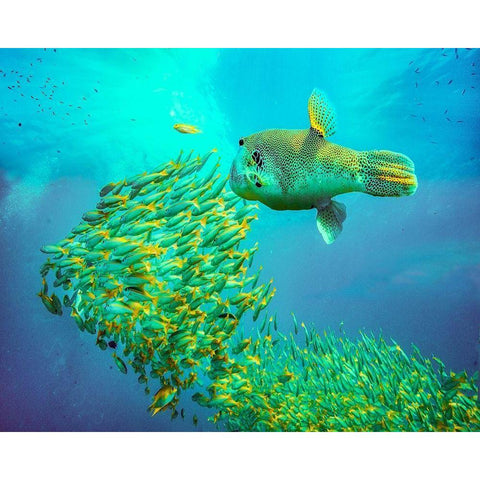 Puffer fish and yellow snapper-Miniloc Island-Palawan-Philippines Black Modern Wood Framed Art Print with Double Matting by Fitzharris, Tim