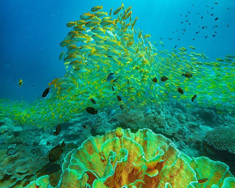 Yellow snapper school above coral-Miniloc Island-Palawan-Philippines White Modern Wood Framed Art Print with Double Matting by Fitzharris, Tim