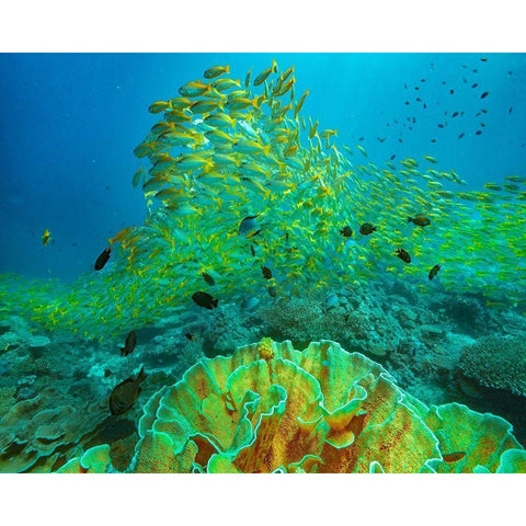 Yellow snapper school above coral-Miniloc Island-Palawan-Philippines White Modern Wood Framed Art Print by Fitzharris, Tim