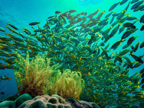 Yellow snapper school above coral-Miniloc Island-Palawan-Philippines White Modern Wood Framed Art Print with Double Matting by Fitzharris, Tim