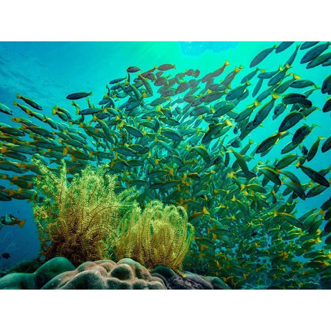 Yellow snapper school above coral-Miniloc Island-Palawan-Philippines Black Modern Wood Framed Art Print with Double Matting by Fitzharris, Tim