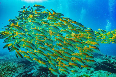 Yellow snapper school-Miniloc Island-Palawan-Philippines White Modern Wood Framed Art Print with Double Matting by Fitzharris, Tim