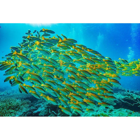 Yellow snapper school-Miniloc Island-Palawan-Philippines Black Modern Wood Framed Art Print by Fitzharris, Tim