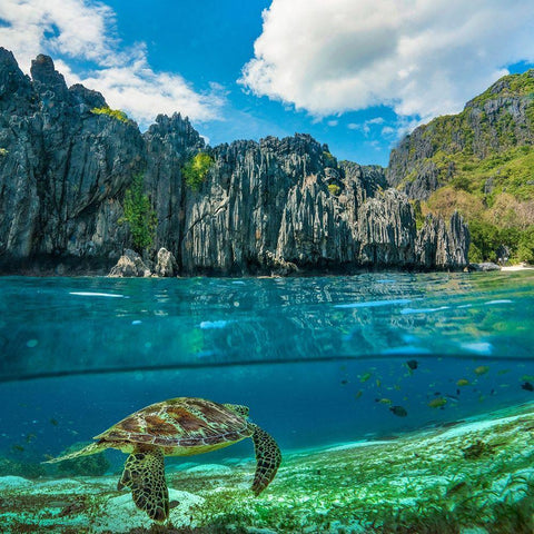 Green sea turtle and sharst cliffs near Secret Lagoon-Palawan-Philippines Black Ornate Wood Framed Art Print with Double Matting by Fitzharris, Tim