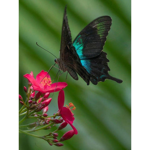 Papilio pranthus butterfly-Indonesia Black Modern Wood Framed Art Print with Double Matting by Fitzharris, Tim