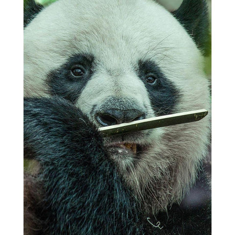 Panda eating bamboo Black Modern Wood Framed Art Print by Fitzharris, Tim