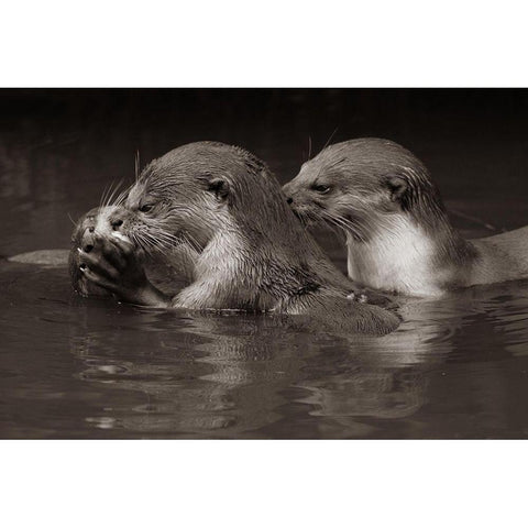 Asiatic otters-Sabah-Malayasia Sepia White Modern Wood Framed Art Print by Fitzharris, Tim