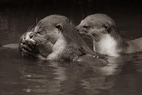 Asiatic otters-Sabah-Malayasia Sepia White Modern Wood Framed Art Print with Double Matting by Fitzharris, Tim