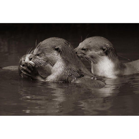 Asiatic otters-Sabah-Malayasia Sepia Black Modern Wood Framed Art Print by Fitzharris, Tim