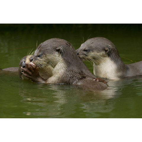 Asiatic otters-Sabah-Malayasia White Modern Wood Framed Art Print by Fitzharris, Tim