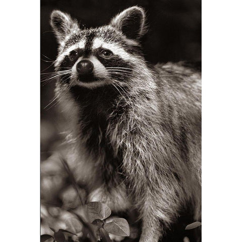 Raccoon Sepia Black Modern Wood Framed Art Print with Double Matting by Fitzharris, Tim