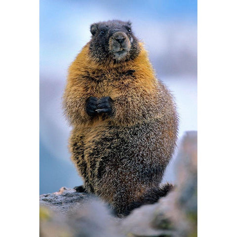 Yellow-bellied marmot Gold Ornate Wood Framed Art Print with Double Matting by Fitzharris, Tim