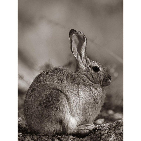 Desert Cottontail Sepia Gold Ornate Wood Framed Art Print with Double Matting by Fitzharris, Tim