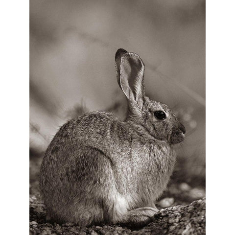 Desert Cottontail Sepia Black Modern Wood Framed Art Print with Double Matting by Fitzharris, Tim