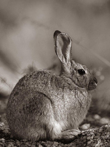 Desert Cottontail Sepia White Modern Wood Framed Art Print with Double Matting by Fitzharris, Tim