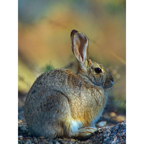 Desert Cottontail Gold Ornate Wood Framed Art Print with Double Matting by Fitzharris, Tim