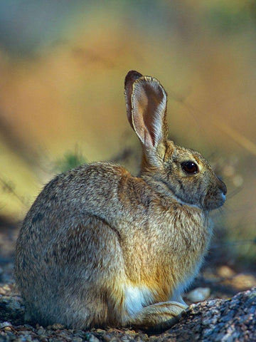 Desert Cottontail Black Ornate Wood Framed Art Print with Double Matting by Fitzharris, Tim