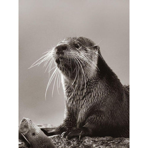 River Otter with fish Sepia White Modern Wood Framed Art Print by Fitzharris, Tim