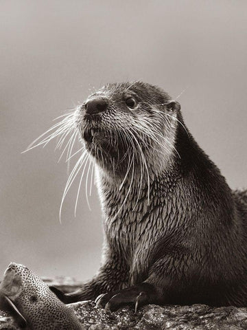 River Otter with fish Sepia White Modern Wood Framed Art Print with Double Matting by Fitzharris, Tim