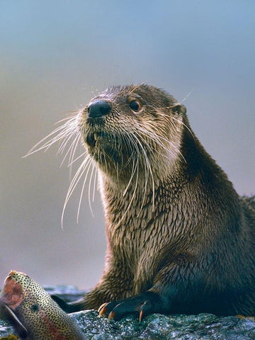 River Otter with fish White Modern Wood Framed Art Print with Double Matting by Fitzharris, Tim