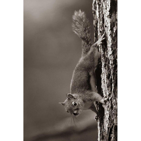 Red Squirrel on trunk Sepia Black Modern Wood Framed Art Print with Double Matting by Fitzharris, Tim