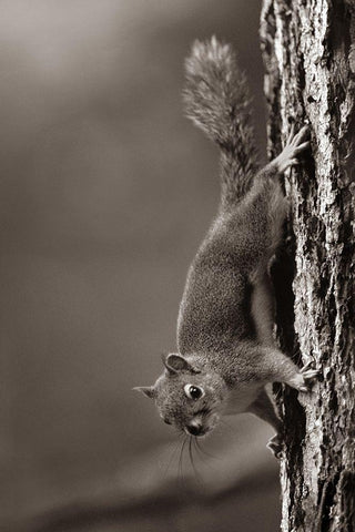 Red Squirrel on trunk Sepia Black Ornate Wood Framed Art Print with Double Matting by Fitzharris, Tim