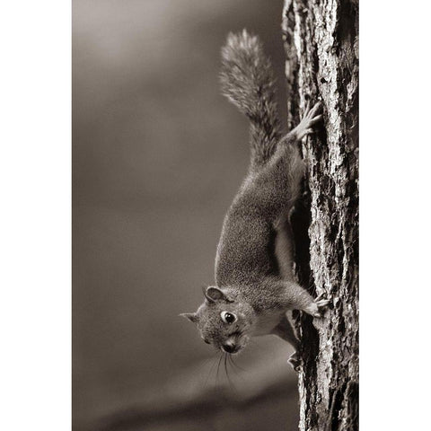 Red Squirrel on trunk Sepia White Modern Wood Framed Art Print by Fitzharris, Tim