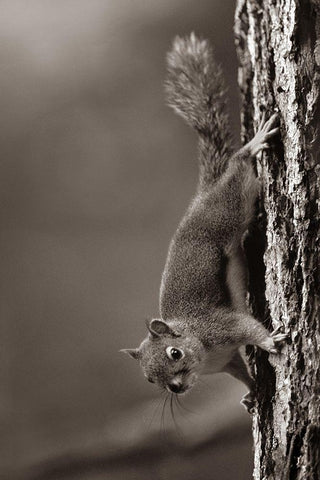 Red Squirrel on trunk Sepia White Modern Wood Framed Art Print with Double Matting by Fitzharris, Tim