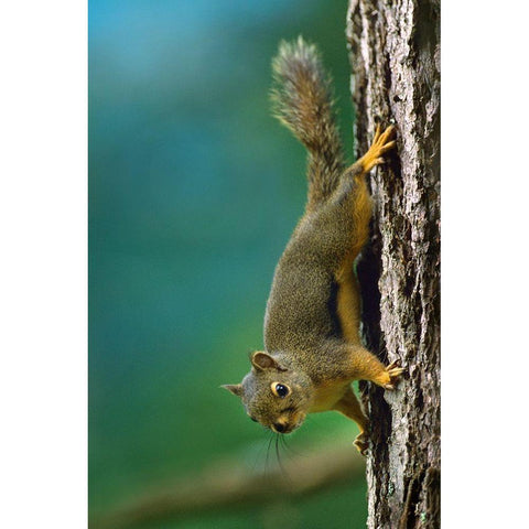 Red Squirrel on trunk White Modern Wood Framed Art Print by Fitzharris, Tim