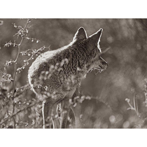Coyote Scouting Sepia White Modern Wood Framed Art Print by Fitzharris, Tim