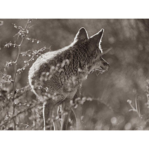 Coyote Scouting Sepia Black Modern Wood Framed Art Print with Double Matting by Fitzharris, Tim