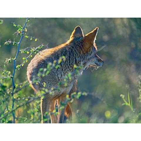 Coyote Scouting White Modern Wood Framed Art Print by Fitzharris, Tim