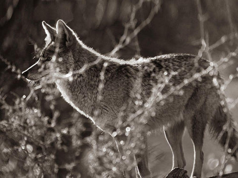 Coyote Hunting Sepia White Modern Wood Framed Art Print with Double Matting by Fitzharris, Tim