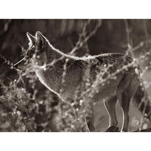 Coyote Hunting Sepia Black Modern Wood Framed Art Print with Double Matting by Fitzharris, Tim
