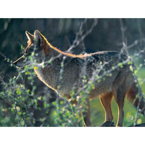 Coyote Hunting Black Modern Wood Framed Art Print with Double Matting by Fitzharris, Tim