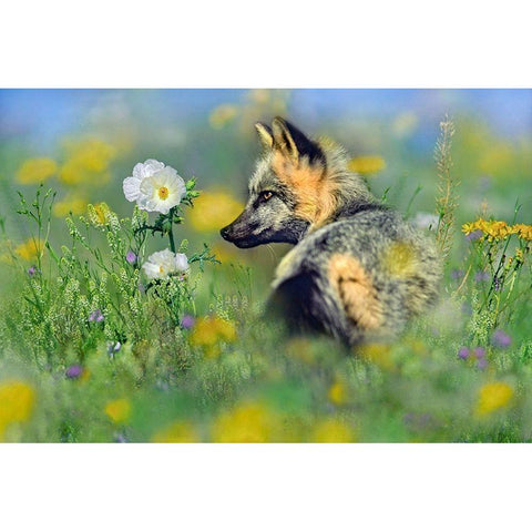 Red Fox in Wildflowers Black Modern Wood Framed Art Print with Double Matting by Fitzharris, Tim