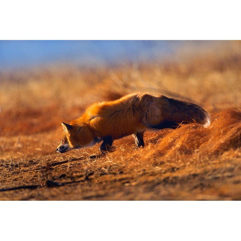 Red Fox Stalking Black Modern Wood Framed Art Print with Double Matting by Fitzharris, Tim